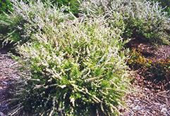 Dwarf Garland Spirea (Spiraea x arguta 'Compacta') at Lakeshore Garden Centres