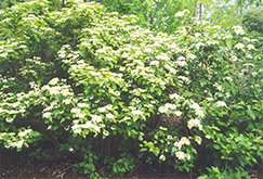 Sargent's Viburnum (Viburnum sargentii) at Stonegate Gardens