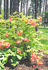 Moonlight Rose Azalea (Rhododendron 'Moonlight Rose') at A Very Successful Garden Center