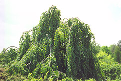 Parasol Beech (Fagus sylvatica 'Tortuosa') at A Very Successful Garden Center