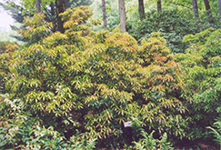 Red Mill Japanese Pieris (Pieris japonica 'Red Mill') at A Very Successful Garden Center