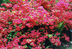 Hino Red Azalea (Rhododendron 'Hino Red') at Lakeshore Garden Centres