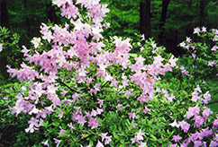 Madame Butterfly Azalea (Rhododendron 'Madame Butterfly') at A Very Successful Garden Center