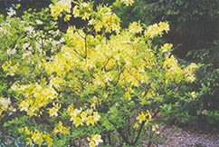 Gold Dust Azalea (Rhododendron 'Gold Dust') at A Very Successful Garden Center