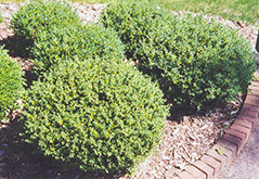 Japanese Boxwood (Buxus microphylla) at A Very Successful Garden Center