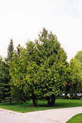Arborvitae (Thuja occidentalis) at Lakeshore Garden Centres