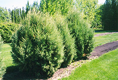 Grizzly Bear Juniper (Juniperus scopulorum 'Grizzly Bear') at A Very Successful Garden Center