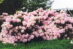 English Roseum Rhododendron (Rhododendron catawbiense 'English Roseum') at Stonegate Gardens