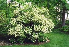 Arrowwood (Viburnum dentatum) at A Very Successful Garden Center