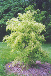 Maack's Spindle Tree (Euonymus hamiltonianus) at Lakeshore Garden Centres