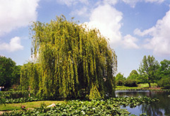 Golden Weeping Willow (Salix alba 'Tristis') at Stonegate Gardens