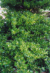 Wintercreeper (Euonymus fortunei) at A Very Successful Garden Center