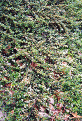 Spreading Cotoneaster (Cotoneaster divaricatus) at A Very Successful Garden Center
