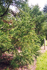 Japanese Cedar (Cryptomeria japonica) at A Very Successful Garden Center