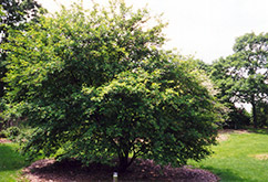 Hybrid Serviceberry (Amelanchier x grandiflora) at A Very Successful Garden Center