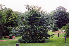 American Beech (Fagus grandifolia) at A Very Successful Garden Center