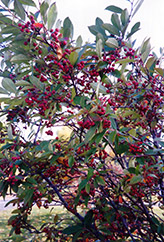 Red Chokeberry (Aronia arbutifolia) at A Very Successful Garden Center
