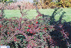 Praecox Cotoneaster (Cotoneaster adpressus 'Praecox') at A Very Successful Garden Center