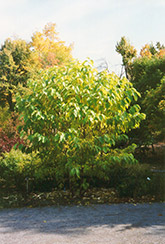 Fragrant Epaulette Tree (Pterostyrax hispida) at A Very Successful Garden Center