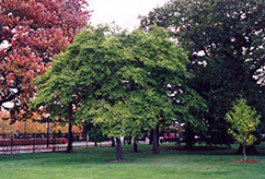 Kobus Magnolia (Magnolia kobus) at Lakeshore Garden Centres