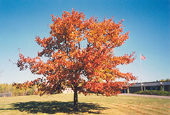 Red Oak (Quercus rubra) at A Very Successful Garden Center