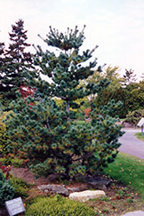 Maxi Dwarf Japanese White Pine (Pinus parviflora 'Maxi Dwarf') at A Very Successful Garden Center