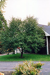Montmorency Cherry (Prunus 'Montmorency') at Lakeshore Garden Centres