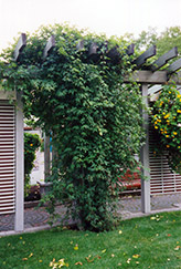 Elegans Porcelain Berry (Ampelopsis brevipedunculata 'Elegans') at A Very Successful Garden Center