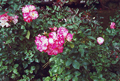 Tabris Rose (Rosa 'Tabris') at Stonegate Gardens