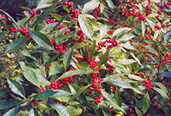 Femelle Winterberry (Ilex verticillata 'Femelle') at Stonegate Gardens