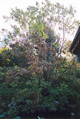 Caucasian Wingnut (Pterocarya fraxinifolia) at A Very Successful Garden Center
