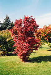 Onondaga Viburnum (Viburnum sargentii 'Onondaga') at A Very Successful Garden Center