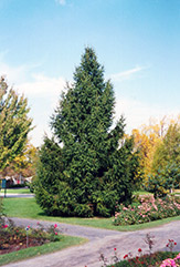 Norway Spruce (Picea abies) at Stonegate Gardens