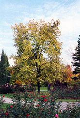 Golden Variegated Norway Maple (Acer platanoides 'Aureomarginatum') at Lakeshore Garden Centres