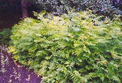 False Spirea (Sorbaria sorbifolia) at Green Thumb Garden Centre