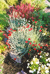 Grenadin Red Carnation (Dianthus caryophyllus 'Grenadin Red') at Stonegate Gardens