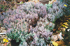 Blue Ice Bog Rosemary (Andromeda polifolia 'Blue Ice') at A Very Successful Garden Center