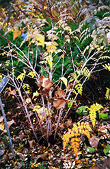 Silver Fern Ghost Bramble (Rubus thibetanus 'Silver Fern') at Lakeshore Garden Centres
