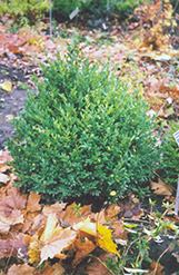 Alyce Boxwood (Buxus sempervirens 'Alyce') at A Very Successful Garden Center