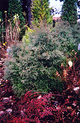 Heatherbun Whitecedar (Chamaecyparis thyoides 'Heatherbun') at Stonegate Gardens