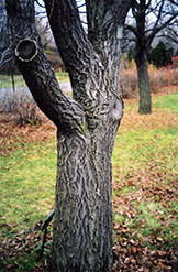 Amur Cork Tree (Phellodendron amurense) at A Very Successful Garden Center