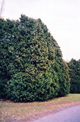 Oriental Arborvitae (Thuja orientalis) at A Very Successful Garden Center