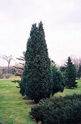 Pyramidal Chinese Juniper (Juniperus chinensis 'Pyramidalis') at A Very Successful Garden Center