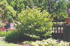 Princeton Gold Witchhazel (Hamamelis mollis 'Princeton Gold') at A Very Successful Garden Center
