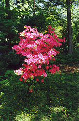 Halvetica Azalea (Rhododendron kaempferi 'Halvetica') at A Very Successful Garden Center
