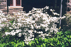 Laughing Waters Azalea (Rhododendron 'Laughing Waters') at A Very Successful Garden Center