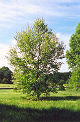 Turkey Oak (Quercus cerris) at A Very Successful Garden Center