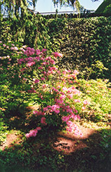 Ghent Hybrid Azalea (Rhododendron x gandavense) at A Very Successful Garden Center