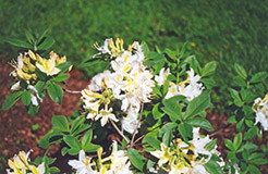 Daviesi Azalea (Rhododendron x gandavense 'Daviesi') at A Very Successful Garden Center