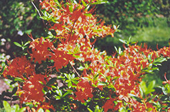 Coccinea Speciosa Azalea (Rhododendron x gandavense 'Coccinea Speciosa') at A Very Successful Garden Center